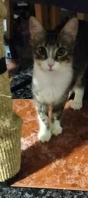 Greta und Alaska suchen gemeinsam ein neues Zuhause (als Wohnungskatzen), Hauskatze Jungtier - Katze