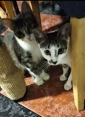 Greta und Alaska suchen gemeinsam ein neues Zuhause (als Wohnungskatzen), Hauskatze Jungtier - Katze