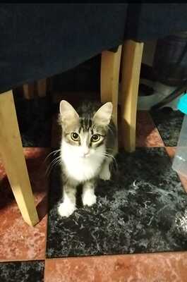 Greta und Alaska suchen gemeinsam ein neues Zuhause (als Wohnungskatzen), Hauskatze Jungtier - Katze