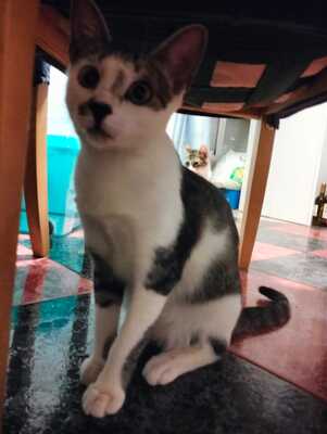 Greta und Alaska suchen gemeinsam ein neues Zuhause (als Wohnungskatzen), Hauskatze Jungtier - Katze