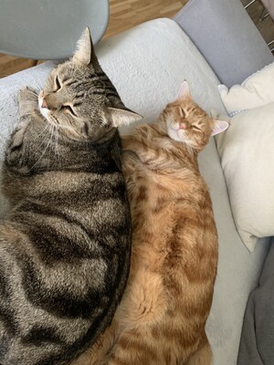 Grisu und Casper, Hauskatzen - Kater