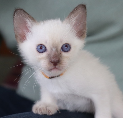 Grisu und Gordi, Thai - Kater