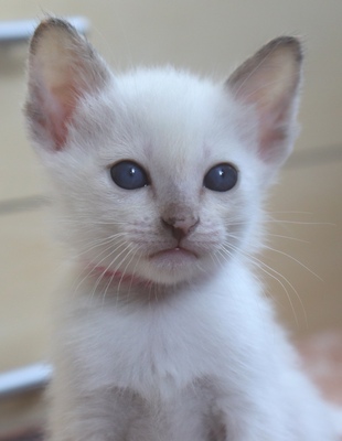 Grisu und Gordi, Thai - Kater