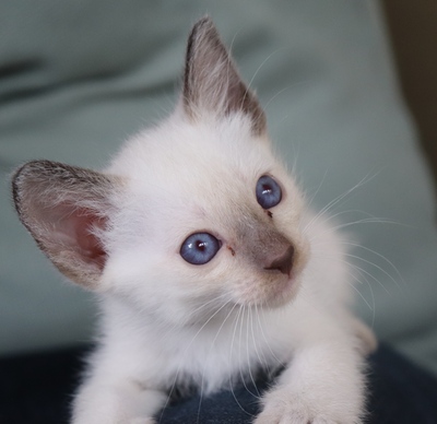 Grisu und Gordi, Thai - Kater