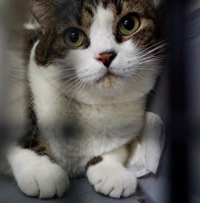 Gucci, Mix - Katze