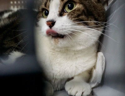 Gucci, Mix - Katze