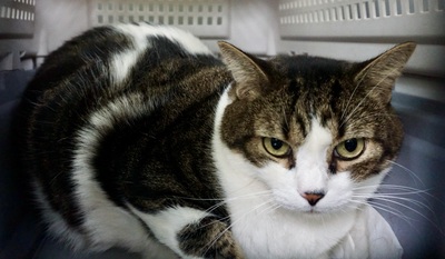 Gucci, Mix - Katze