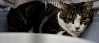 Gucci, Mix - Katze