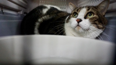 Gucci, Mix - Katze