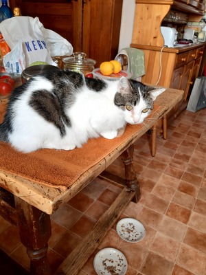 H E X I, Hauskatze - Katze