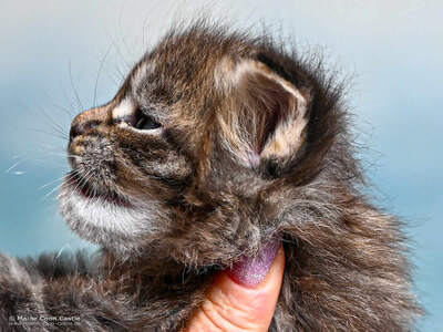 H4 Harry of Maine Coon Castle, MAINE COON KITTEN Jungtier - Kater