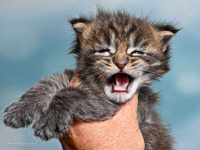 H4 Harry of Maine Coon Castle, MAINE COON KITTEN Jungtier - Kater