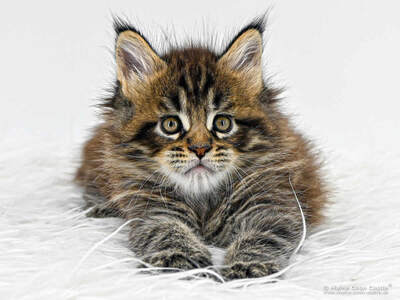 H4 Harry of Maine Coon Castle, MAINE COON KITTEN Jungtier - Kater