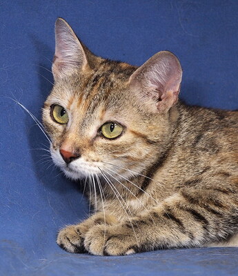 HAPPY - freundlich, anhänglich, verschmust, verspielt, neugierig, hundeverträglich, Mischling - Katze 1