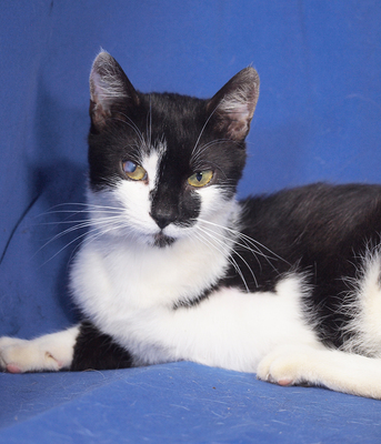 HARRY (dreibeinig) - R E S E R V I E R T !!!!! menschenbezogen und verschmust, lebhaft, sehr neugierig, verspielt, hundeverträglich, Mischling - Kater