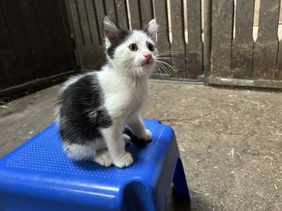 HAUSKATZE Jungtier - Kater