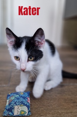 HAUSKATZE Jungtier - Katze