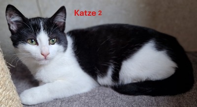 HAUSKATZE Jungtier - Katze