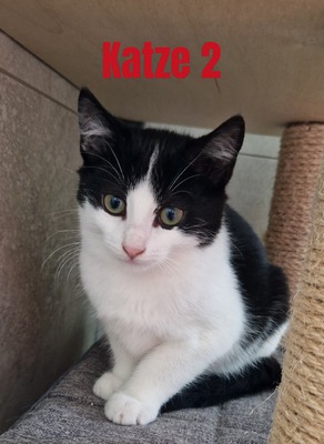 HAUSKATZE Jungtier - Katze