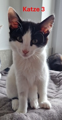 HAUSKATZE Jungtier - Katze