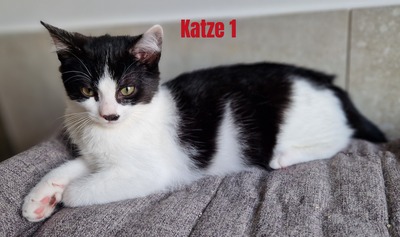 HAUSKATZE Jungtier - Katze