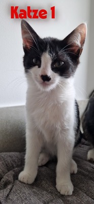 HAUSKATZE Jungtier - Katze