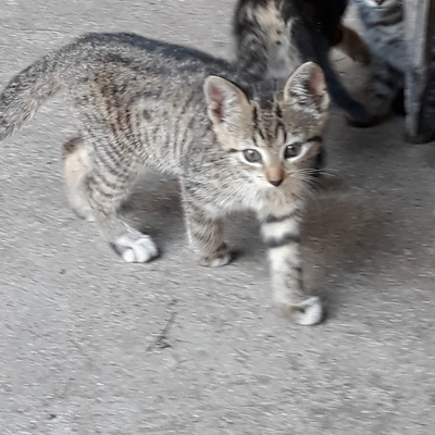 HAuskatze Jungtier - Katze