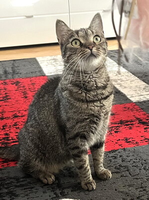 HELEN - R E S E R V I E R T !!!!! sehr freundlich und verspielt, neugierig, verschmust, lebhaft, anhänglich, hundeverträglich, Mischling (Video auf HP) - Betreuungsplatz NÖ - Katze