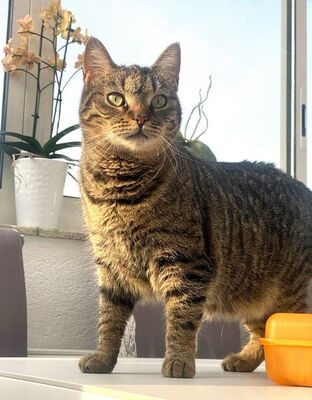 HELEN - sehr freundlich und verspielt, neugierig, verschmust, lebhaft, anhänglich, hundeverträglich, Mischling (Video auf HP) - Betreuungsplatz NÖ - Katze