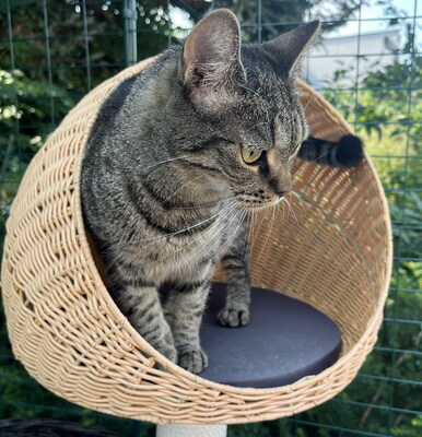 HELEN - sehr freundlich und verspielt, neugierig, verschmust, lebhaft, anhänglich, hundeverträglich, Mischling (Video auf HP) - Betreuungsplatz NÖ - Katze