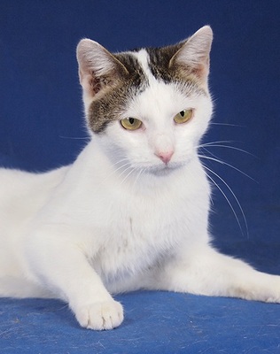 HERA - R E S E R V I E R T !!!!! liebenswürdig, verschmust, lebhaft, verspielt, fröhlich, neugierig, hundeverträglich, Mischling - Katze