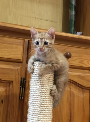 HORATIO und seine Brüder (ALO) - Kater