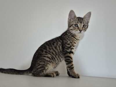 HUGO, RAFAEL und ZOJA, Gewöhnliche Katze Jungtier - Kater