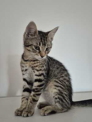 HUGO, RAFAEL und ZOJA, Gewöhnliche Katze Jungtier - Kater