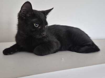 HUGO, RAFAEL und ZOJA, Gewöhnliche Katze Jungtier - Kater