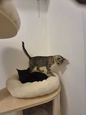 HUGO, RAFAEL und ZOJA, Gewöhnliche Katze Jungtier - Kater