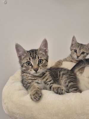 HUGO, RAFAEL und ZOJA, Gewöhnliche Katze Jungtier - Kater