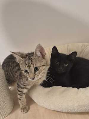 HUGO, RAFAEL und ZOJA, Gewöhnliche Katze Jungtier - Kater