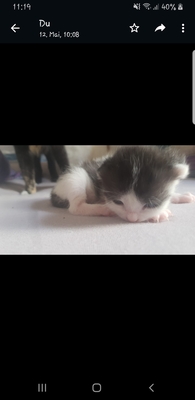 Haben noch keine Namen, Glückskatze und Hauskatze Jungtier - Katze