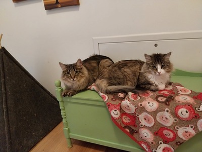 Halina und Diamond, Norwegischer Waldkatze - Katze 1