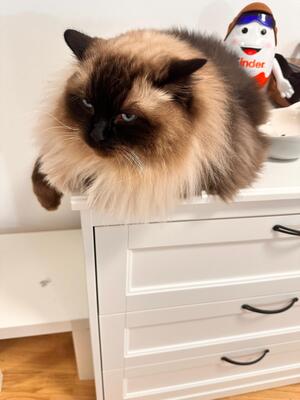 Harley, RAGDOLL - Kater