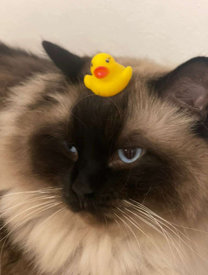 Harley, RAGDOLL - Kater