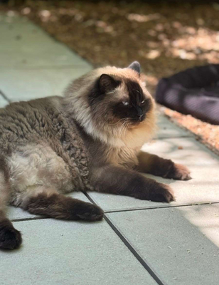 Harley, RAGDOLL - Kater