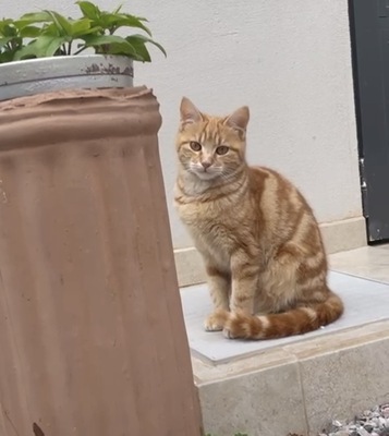 Harmonia und Hermes, Griechische Strassenkatzen Jungtier - Kater