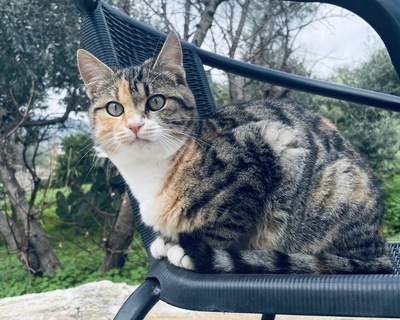 Harmonia und Hermes, Griechische Strassenkatzen Jungtier - Kater