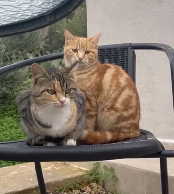 Harmonia und Hermine