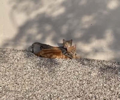 Harmonia und Hermine, Griechische Strassenkatzen Jungtier - Kater