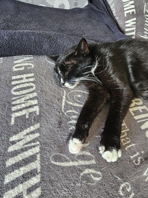 Harro, EKH, Hauskatze - Kater
