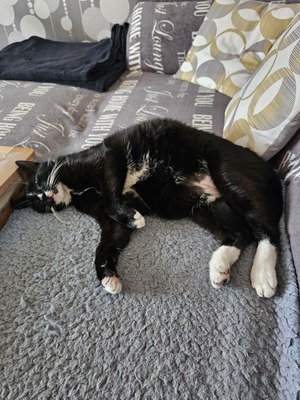 Harro, EKH, Hauskatze - Kater