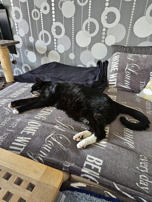 Harro, EKH und Hauskatze - Kater